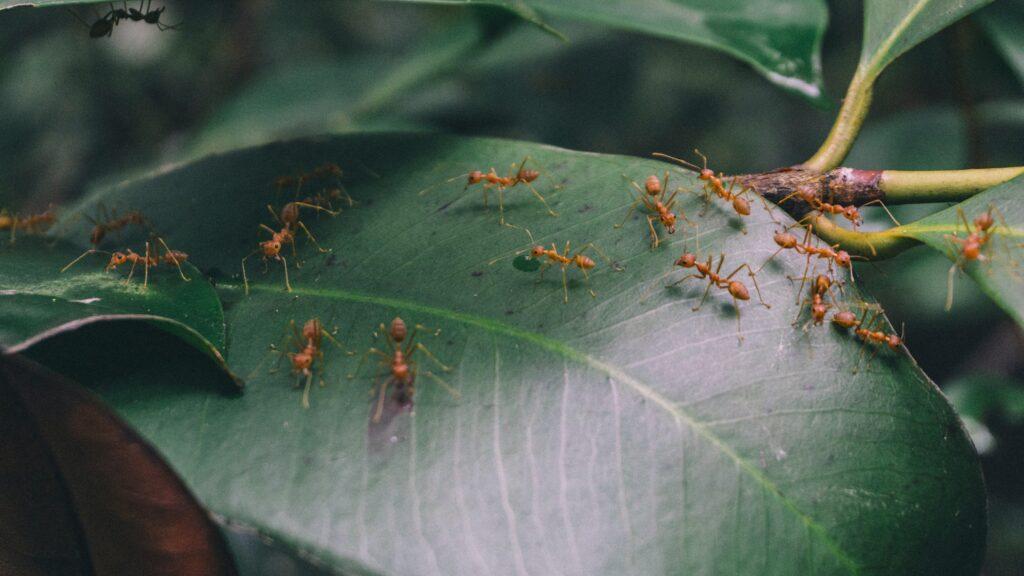 Fire Ant Control In Cleveland TX | Full Scope Pest Control
