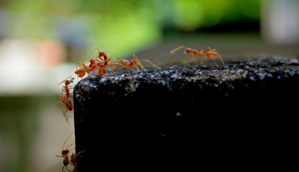 Fire Ant Control In Kingwood TX | Full Scope Pest Control