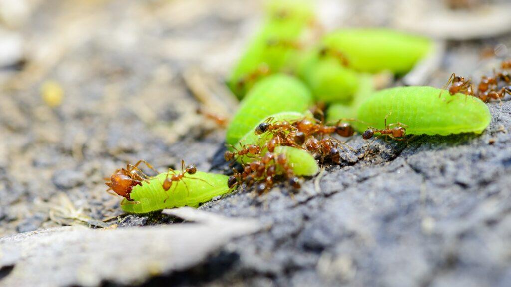 Fire Ant Control In Porter TX | Full Scope Pest Control