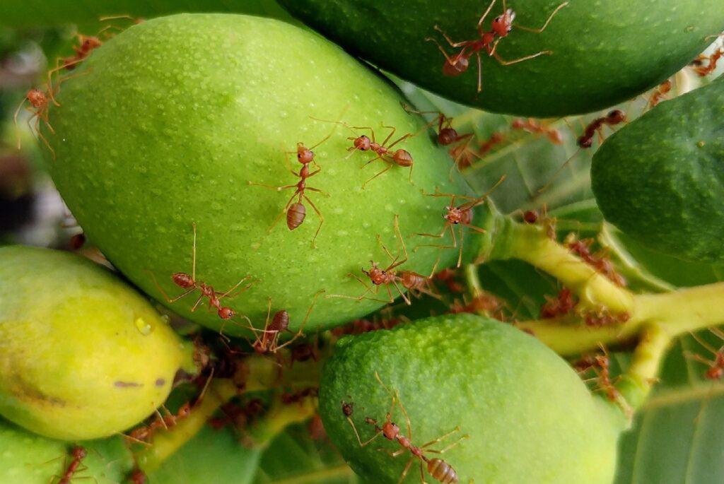 Fire Ant Control In Splendora TX | Full Scope Pest Control