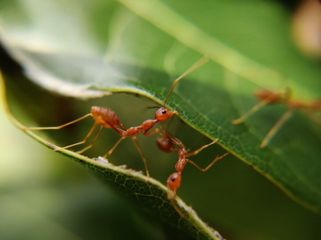 Fire Ant Control New Caney TX | | Full Scope Pest Control