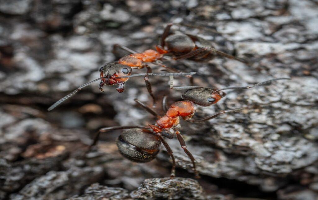 Fire Ant Control Willis TX | Full Scope Pest Control