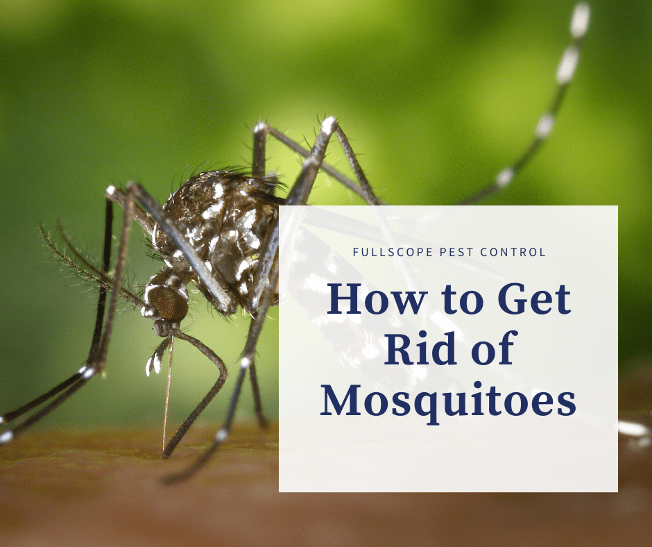 New Caney Mosquito Control & Treatment: Get Rid of Mosquitoes | FullScope