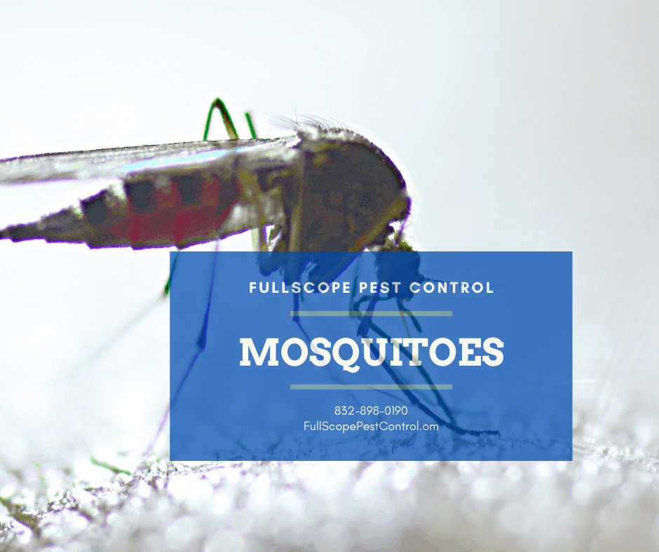 New Caney Mosquito Control & Treatment: Get Rid of Mosquitoes | FullScope