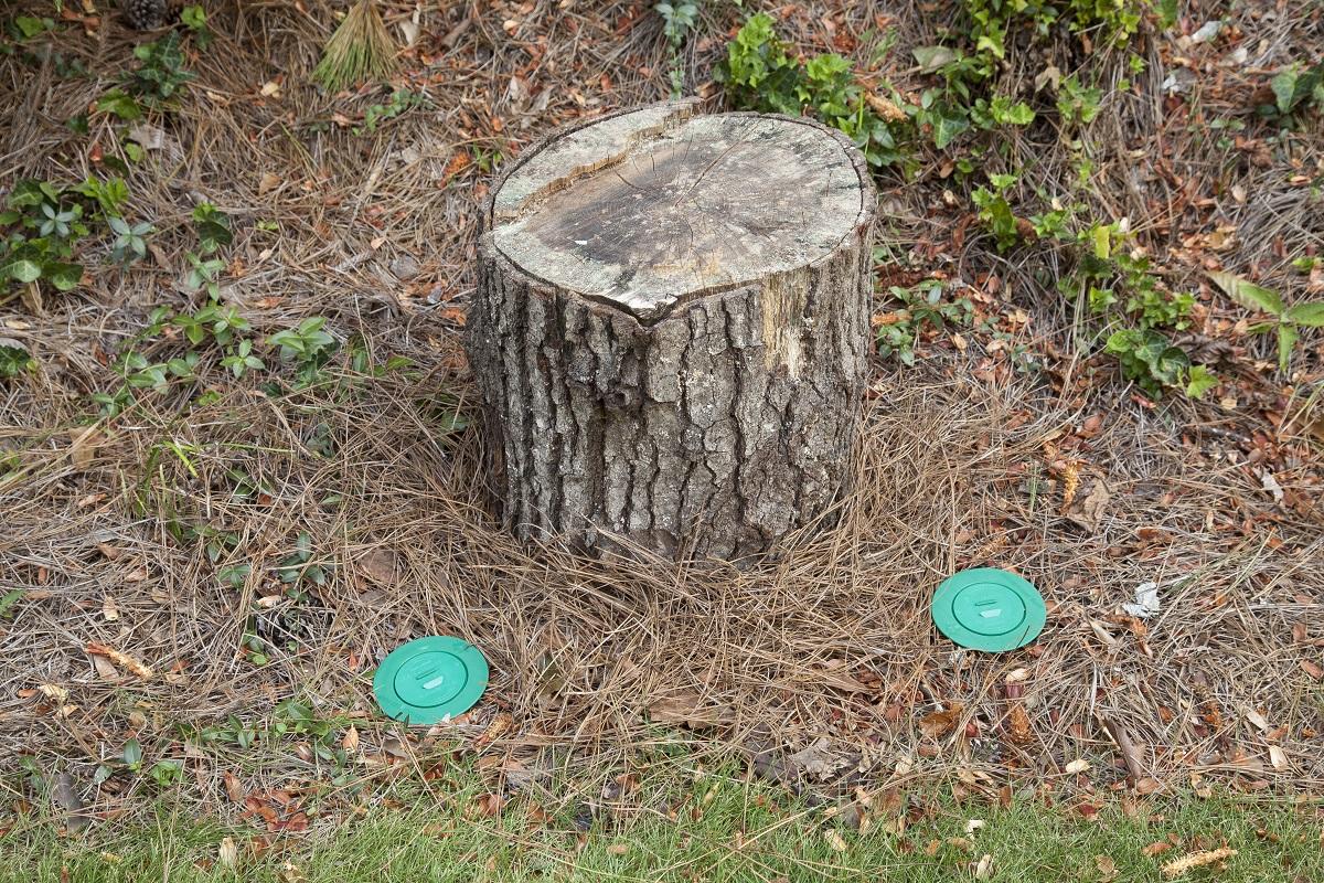 Leaving-old-tree-stumps-in-the-yard-2 | Full Scope Pest Control