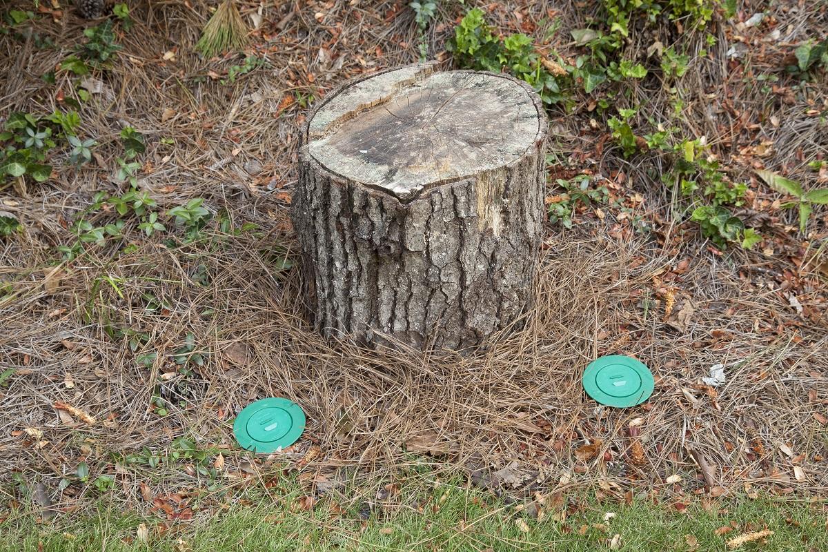 Leaving old tree stumps in the yard-2 | Full Scope Pest Control