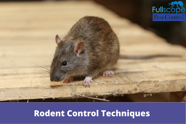 Rodent Control Techniques For Rental Property | Full Scope Pest Control