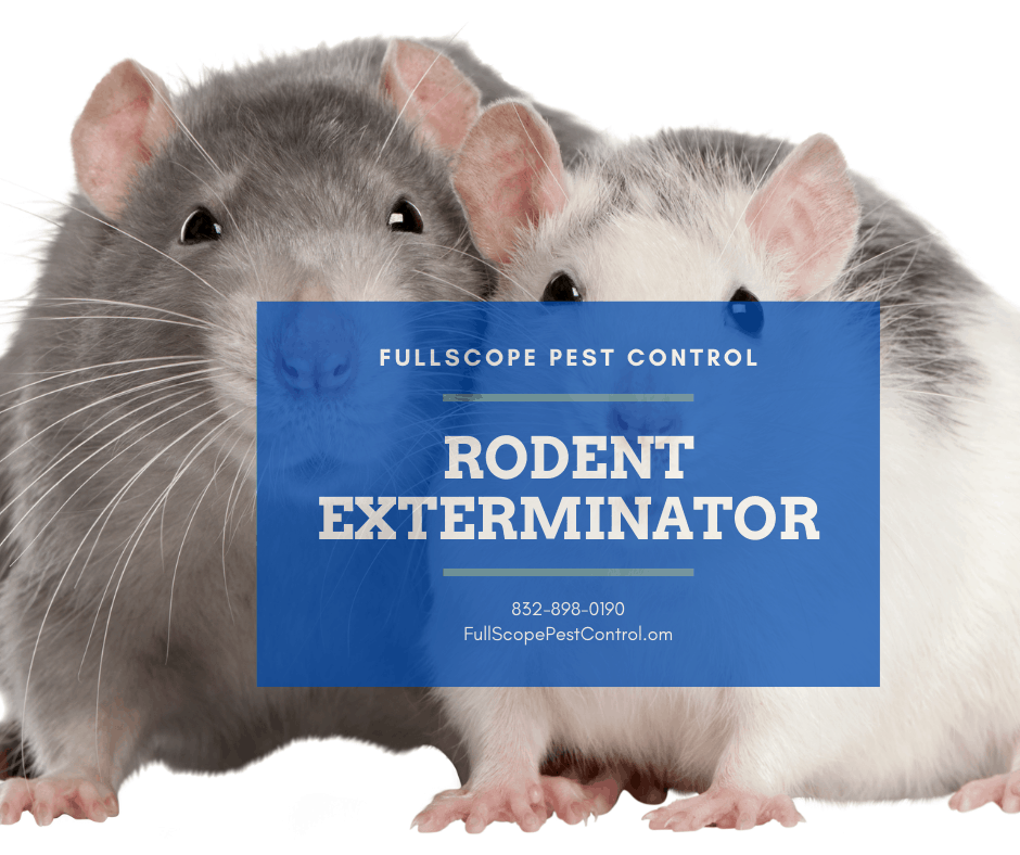 Rodents Exterminator | Full Scope Pest Control