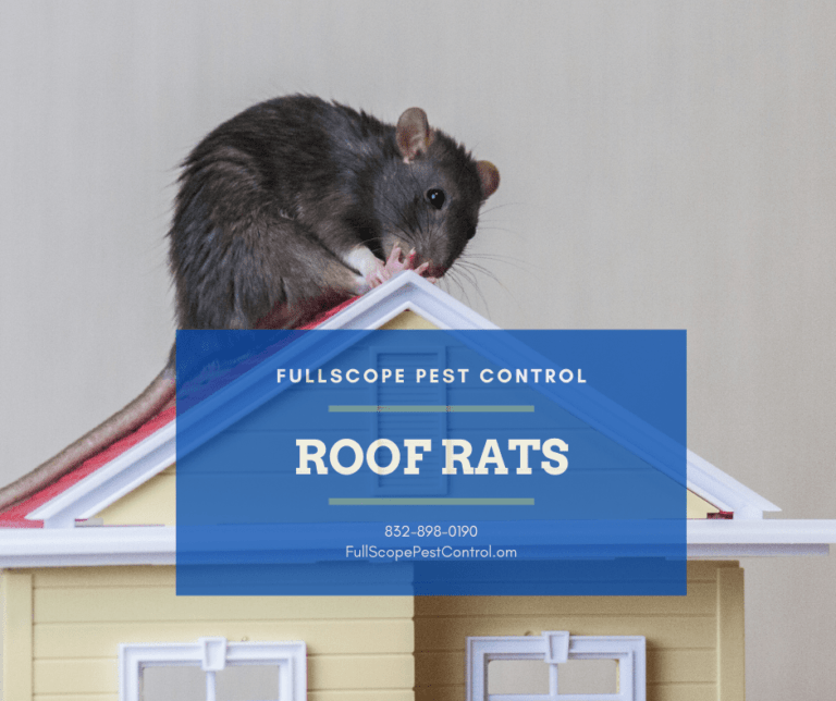 Roof Rats | Full Scope Pest Control