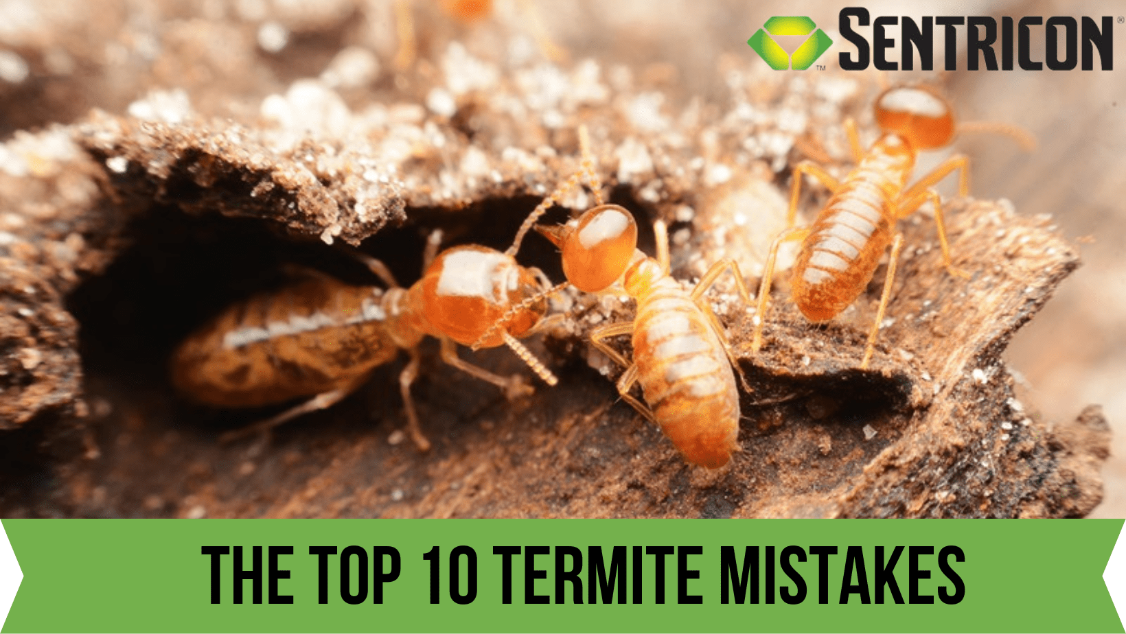 The Top 10 Termite Mistakes What homeowners do to invite termites | Full Scope Pest Control