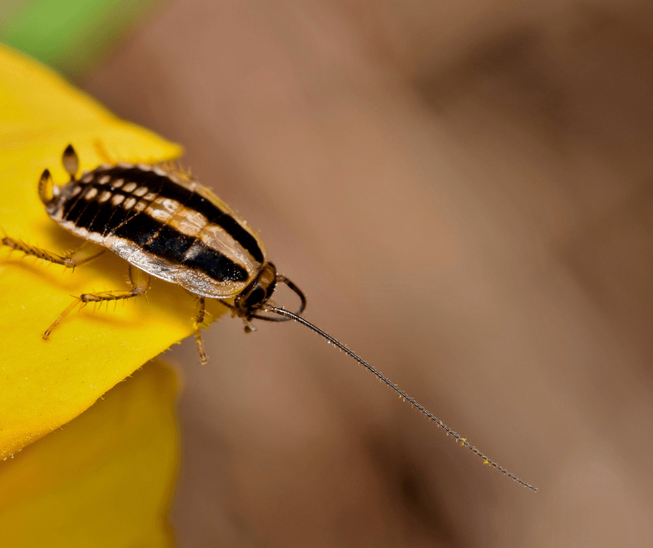 Asian Cockroaches in Home | Full Scope Pest Control