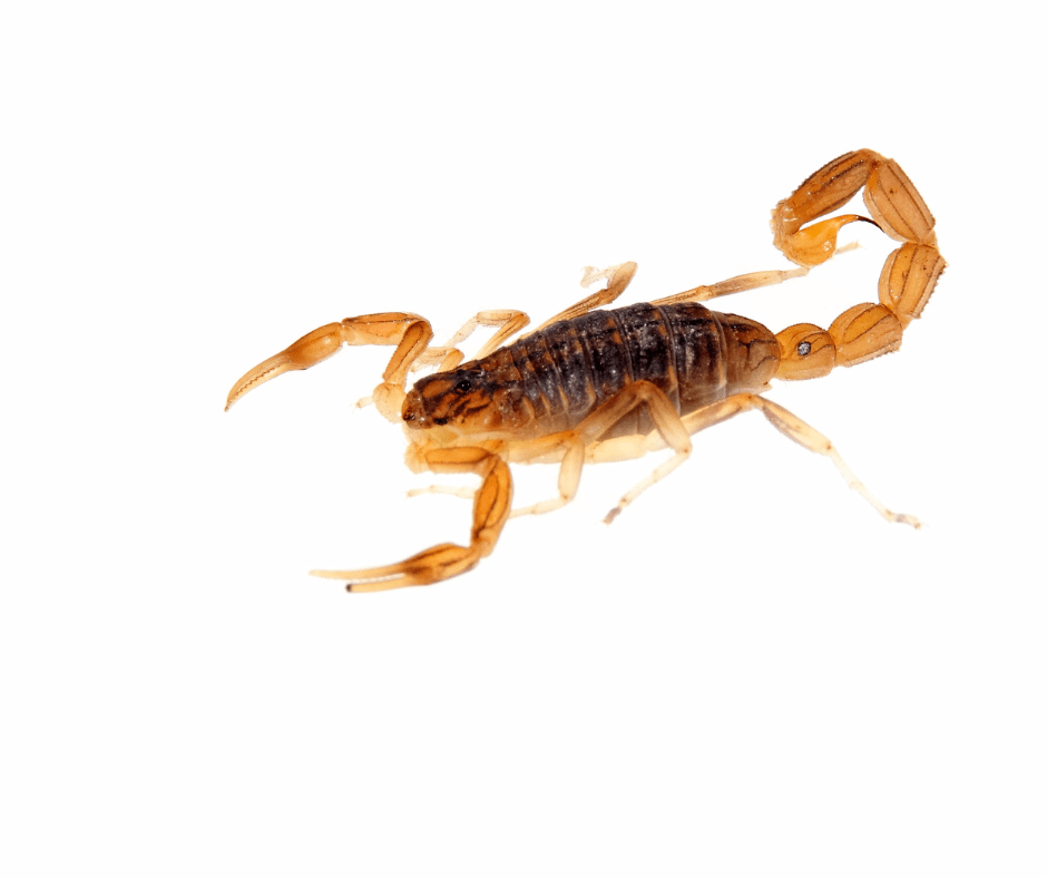 Home Protection Against Texas Pests: Scorpions, Snakes, and Spiders | Full Scope Pest Control