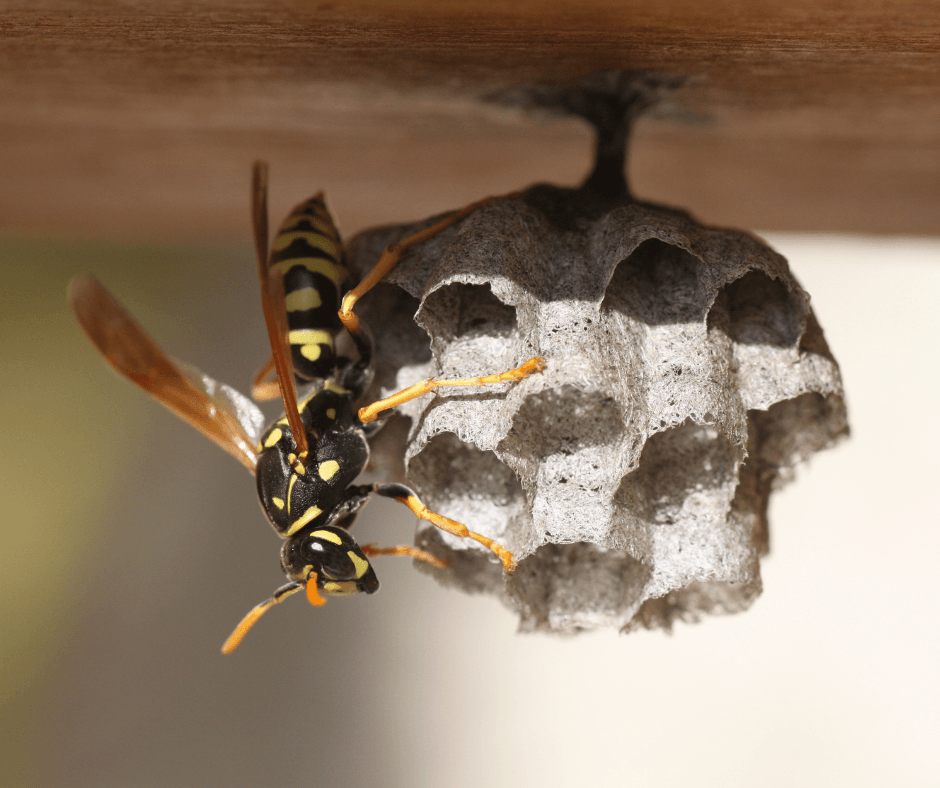 wasp removal | Full Scope Pest Control