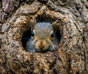 Squirrels in the attic