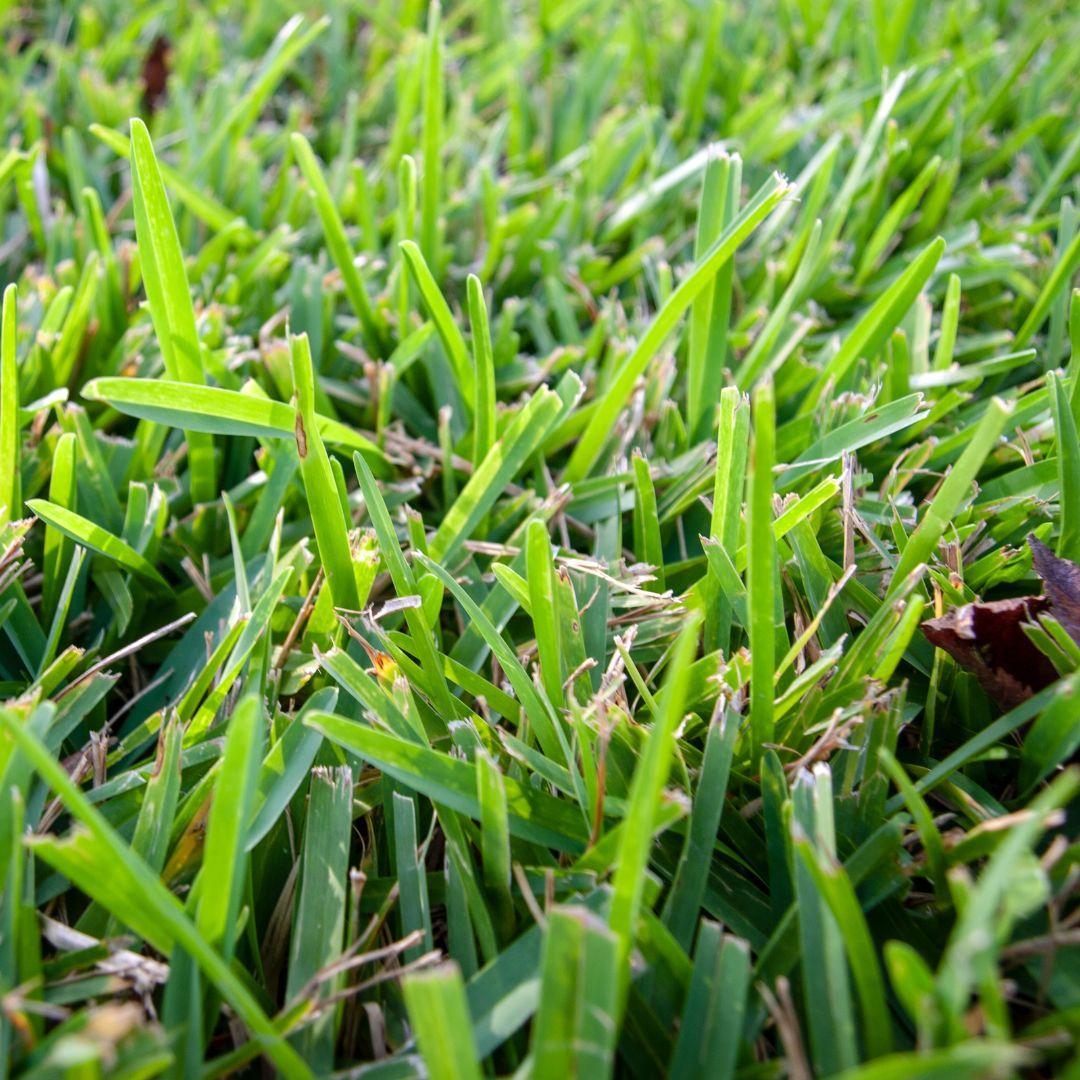 Chinch bugs St. Augustine Grass | Full Scope Pest Control