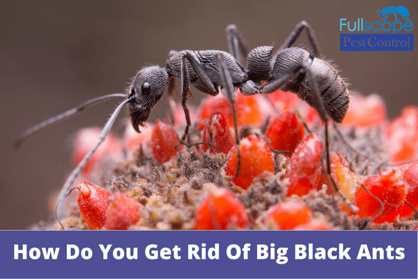 Big Black Ants | Full Scope Pest Control