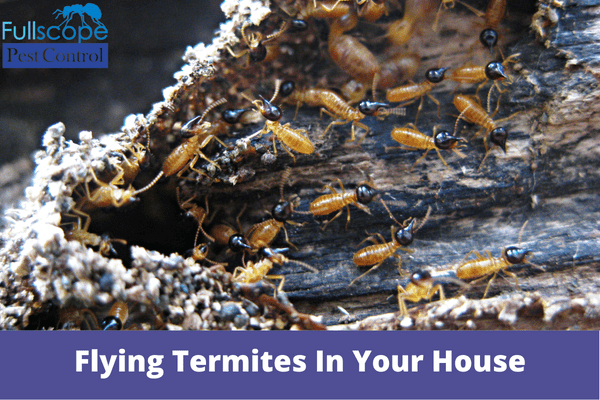 What Causes Flying Termites In Your House | Full Scope Pest Control