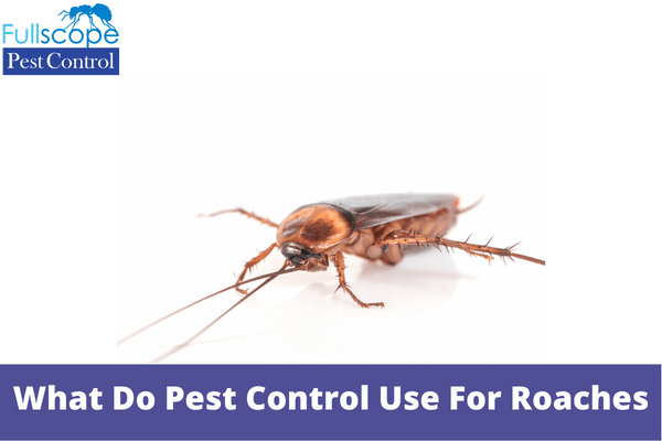What Do Pest Control Use For Roaches | Full Scope Pest Control