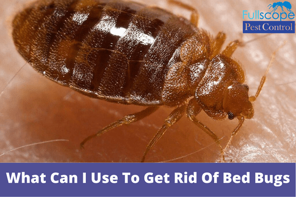 What Can I Use To Get Rid Of Bed Bugs | Full Scope Pest Control