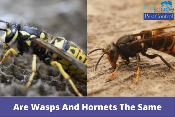 Are Wasps And Hornets The Same | Full Scope Pest Control