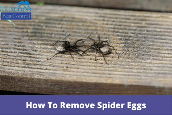 How To Remove Spider Eggs | Full Scope Pest Control