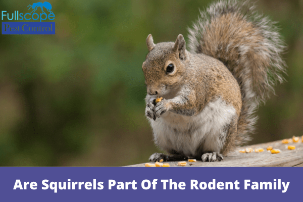Are Squirrels Part Of The Rodent Family| Full Scope Pest Control
