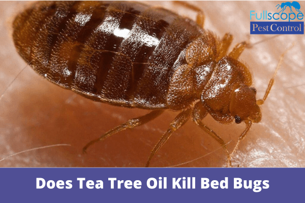 Does Tea Tree Oil Kill Bed Bugs| Full Scope Pest Control