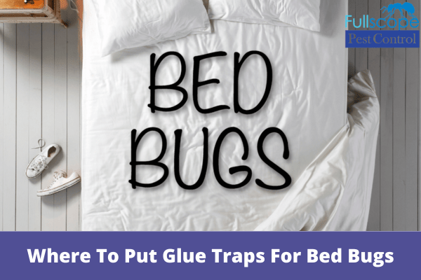 Where To Put Glue Traps For Bed Bugs| Full Scope Pest Control