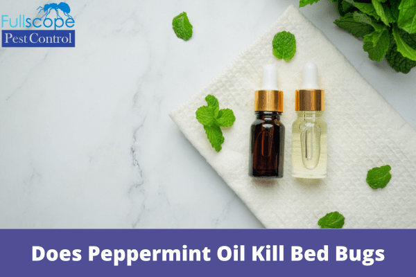 Does Peppermint Oil Kill Bed Bugs| Full Scope Pest Control