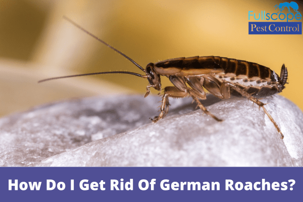 How Do I Get Rid Of German Roaches| Full Scope Pest Control