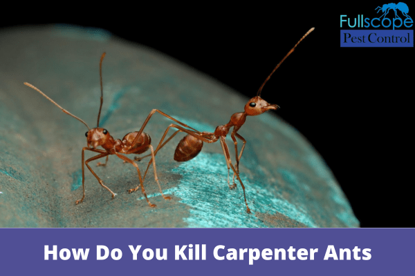 How Do You Kill Carpenter Ants| Full Scope Pest Control