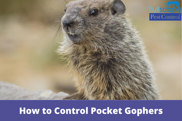How to Control Pocket Gophers| Full Scope Pest Control
