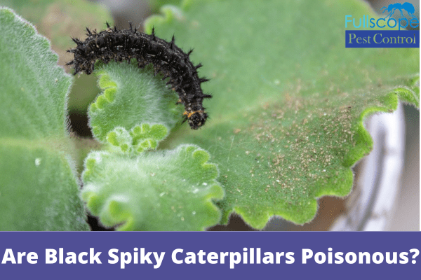 Are Black Spiky Caterpillars Poisonous | Full Scope Pest Control