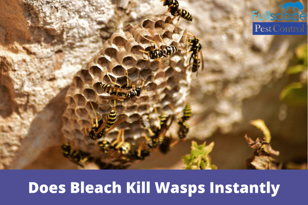 Does Bleach Kill Wasps Instantly| Full Scope Pest Control