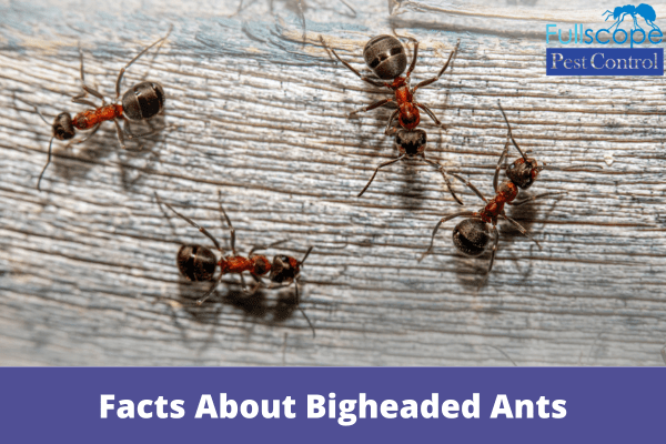 Facts About Bigheaded Ants| Full Scope Pest Control