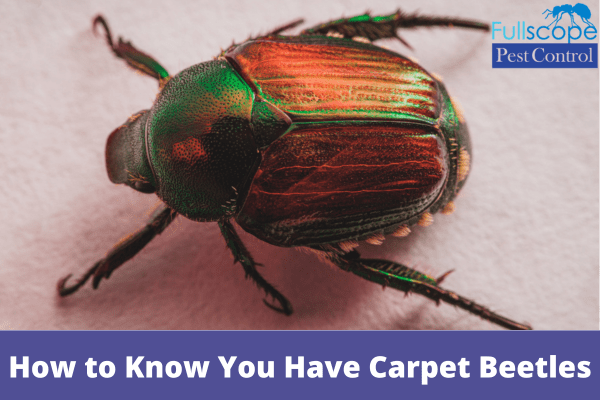 How to Know if You Have Carpet Beetles| Full Scope Pest Control