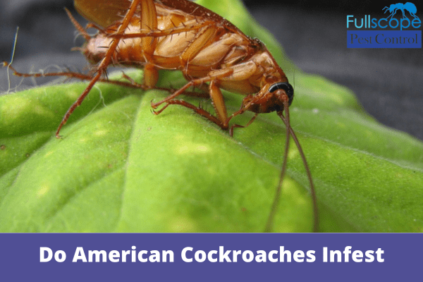 Do American Cockroaches Infest | Full Scope Pest Control