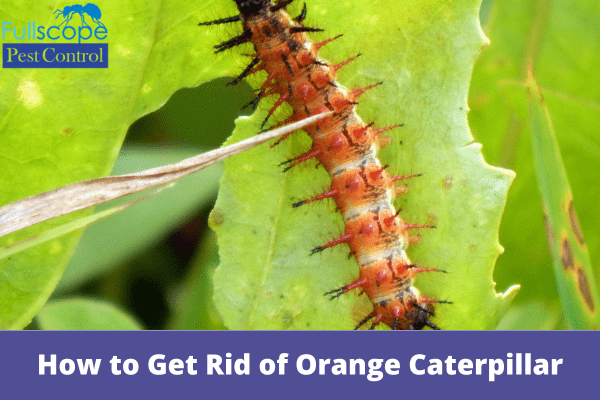 How to Get Rid of Orange Caterpillar | Full Scope Pest Control