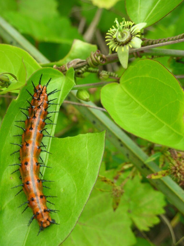 Orange Caterpillar