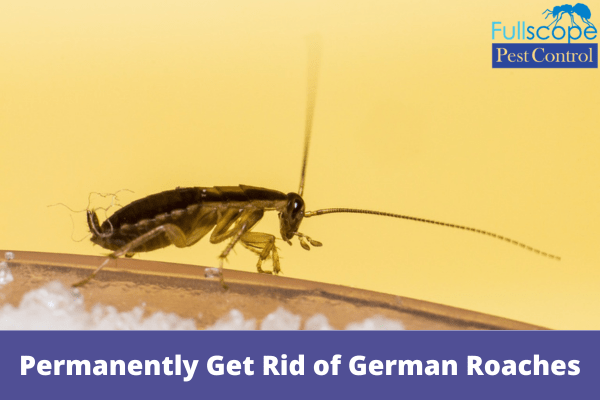 Permanently Get Rid of German Roaches | Full Scope Pest Control