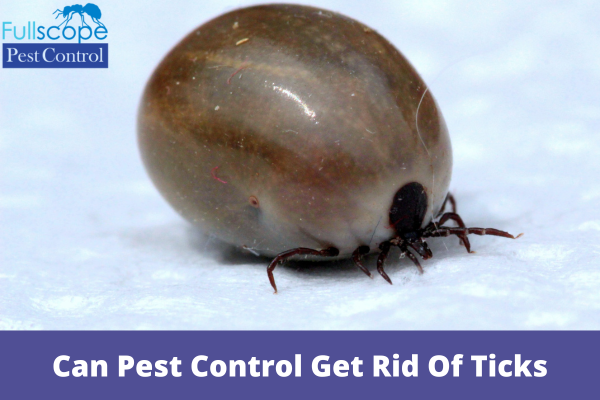 Can Pest Control Get Rid Of Ticks | Full Scope Pest Control