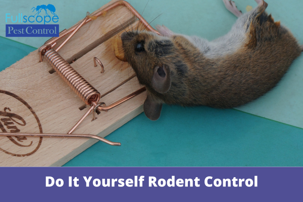 Do It Yourself Rodent Control | Full Scope Pest Control