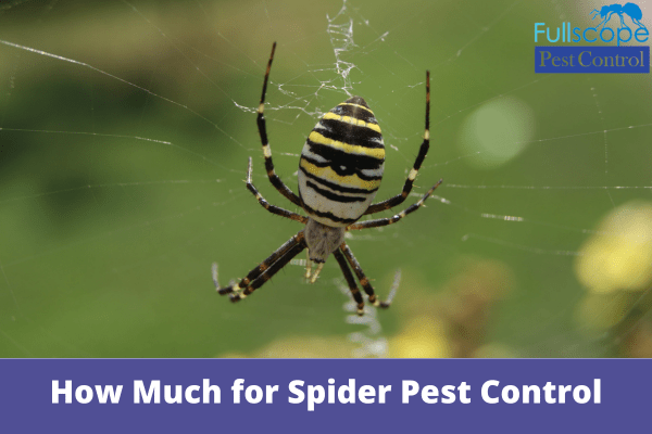 How Much for Spider Pest Control | Full Scope Pest Control