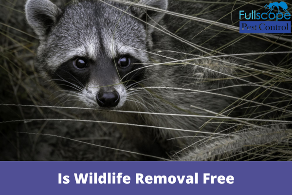 Is Wildlife Removal Free | Full Scope Pest Control