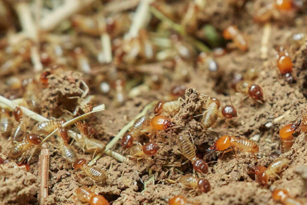 Termite Colonies