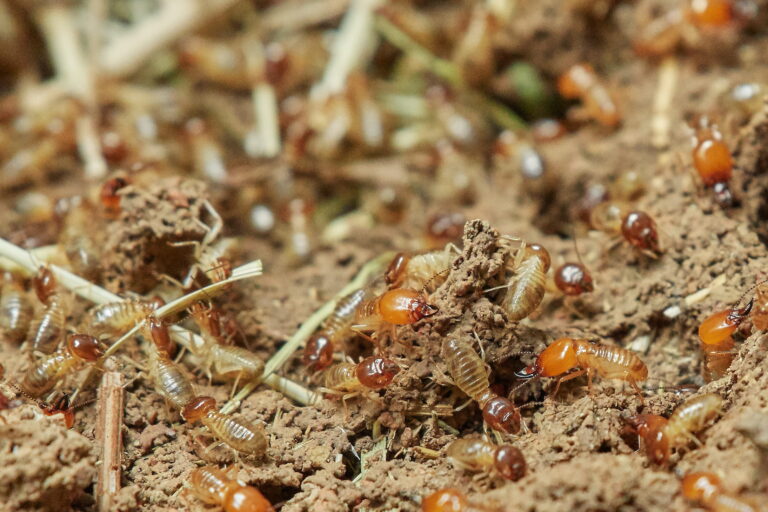 Does Regular Pest Control Kill Termites