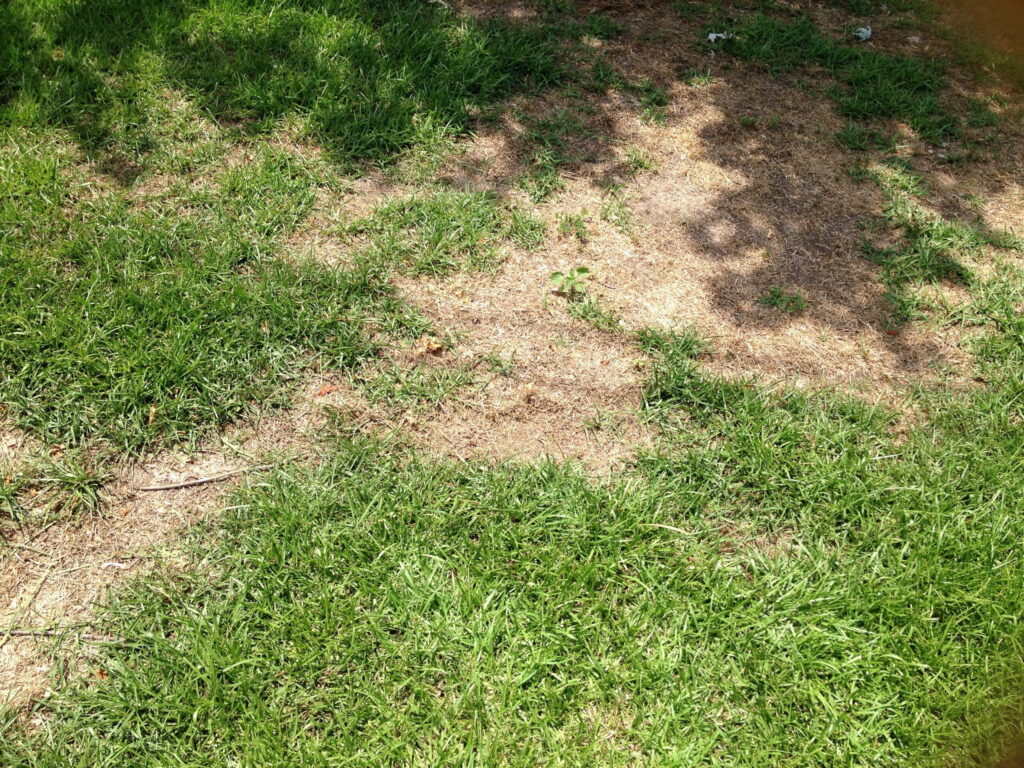 DEAD SPOT IN LAWNS