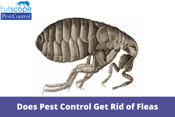 Pest Control Services