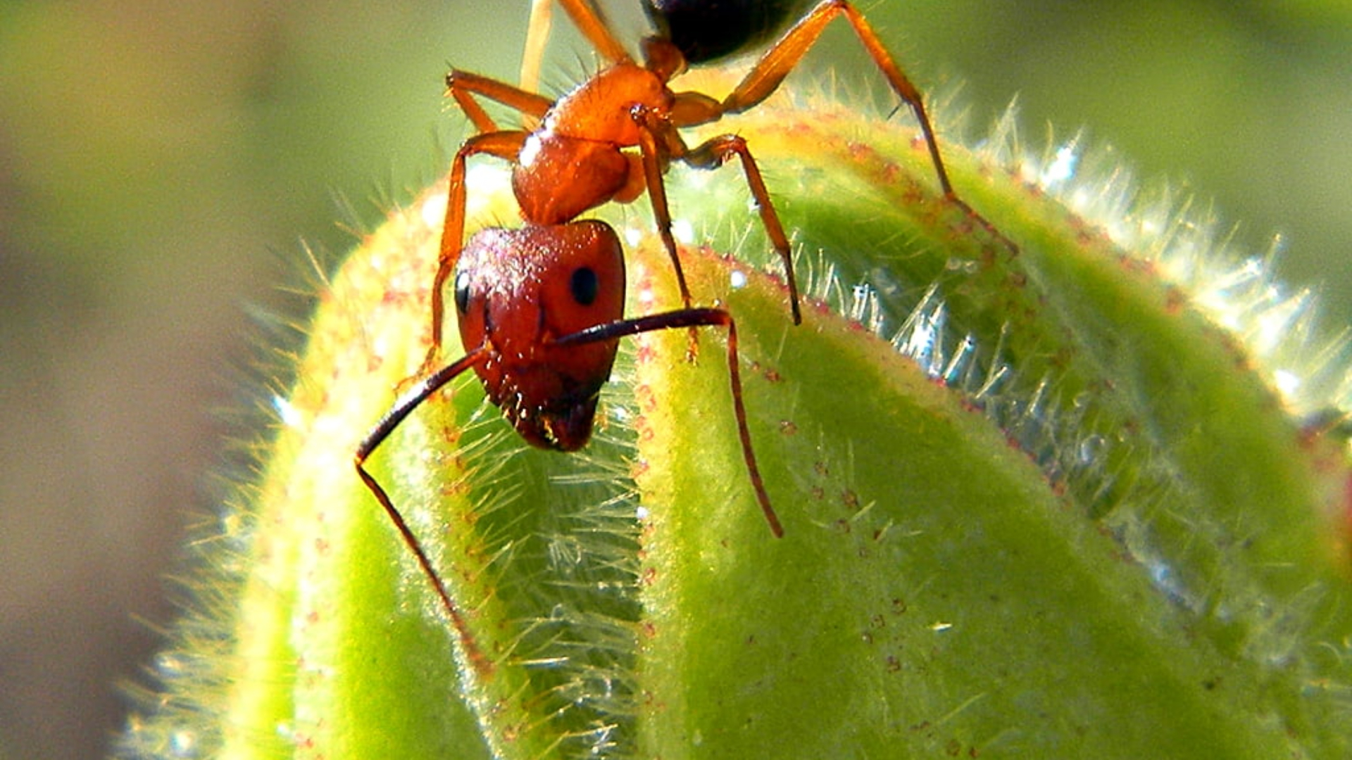 DoItYourself Pest Control Fire Ants