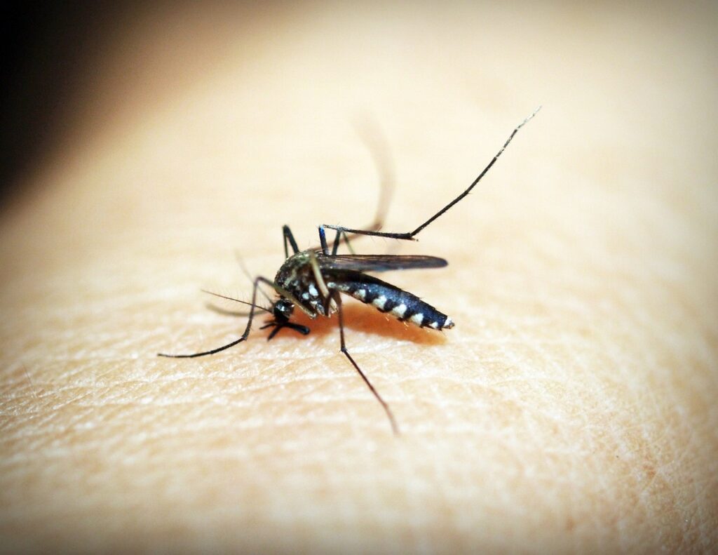 Get Rid Of a Mosquito